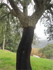 Cork tree