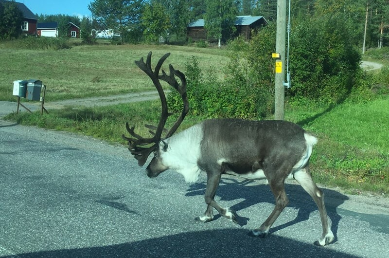 This reindeer in Sweden put the 'Natural' in our Natural Scandinavia cruise
