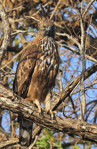 Hawk-eagle