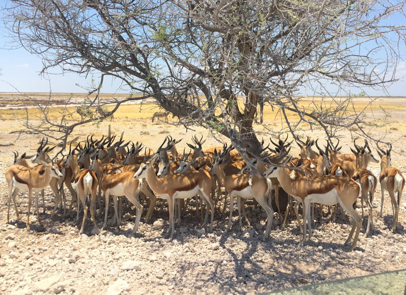 Impala, Etosha National Park, Namibia