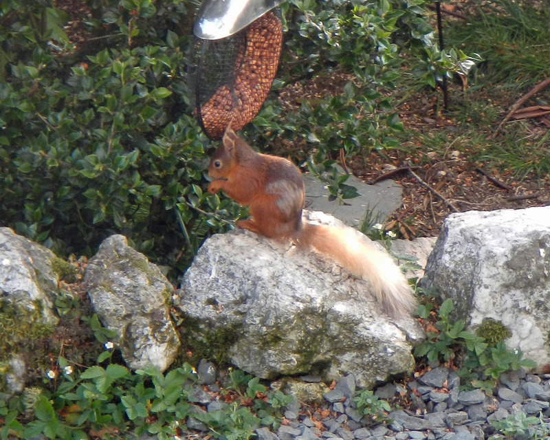 Red Squirrel in the Lake District