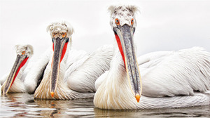 Lake Kerkini pelican