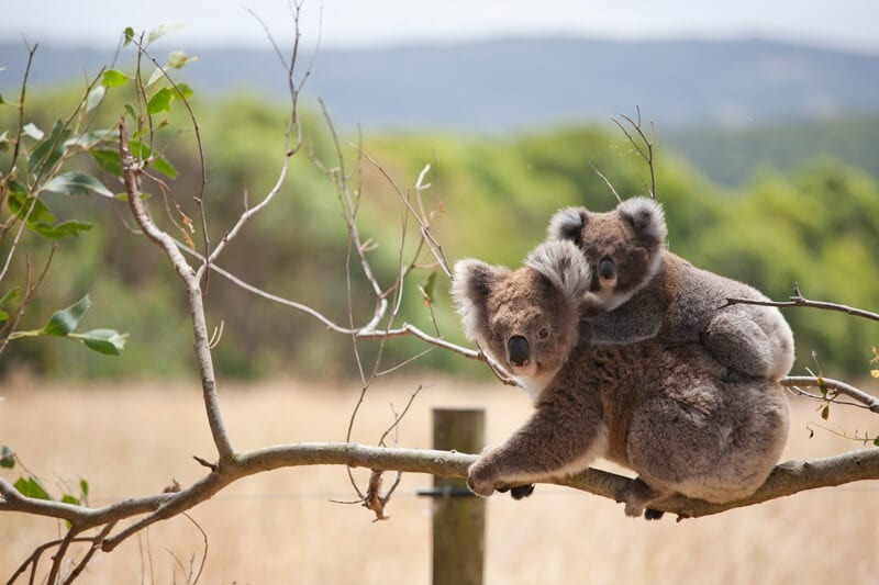 Koala with baby, Hordern Vale, Australia