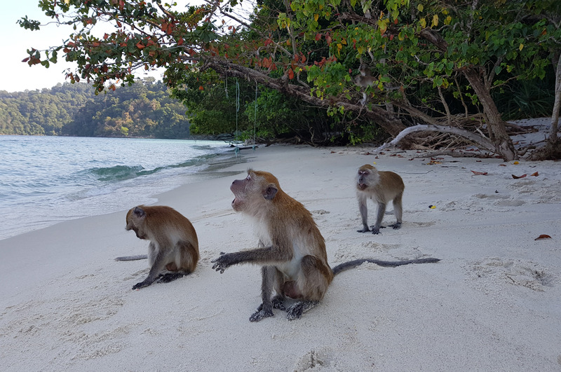 Ko Butang - monkeys on the beach