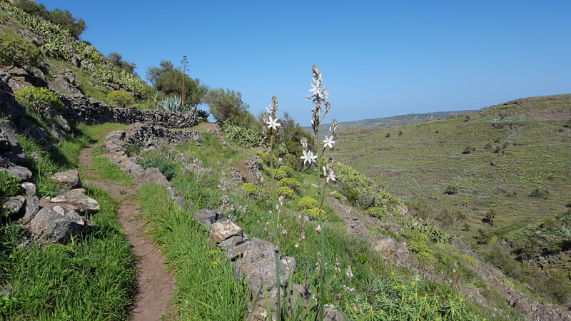 La Gomera flowery path