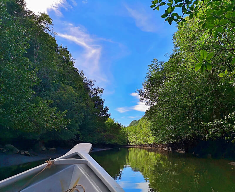 A serene cruise through the mangroves