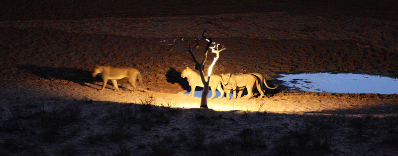 Lions gather at the floodlit saltpan by Xaus Lodge