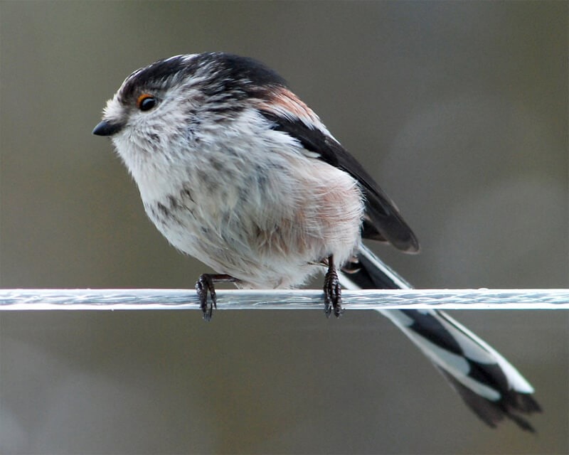 Long-tailed Tit on a washing line by Dave Croker from Wikipedia
