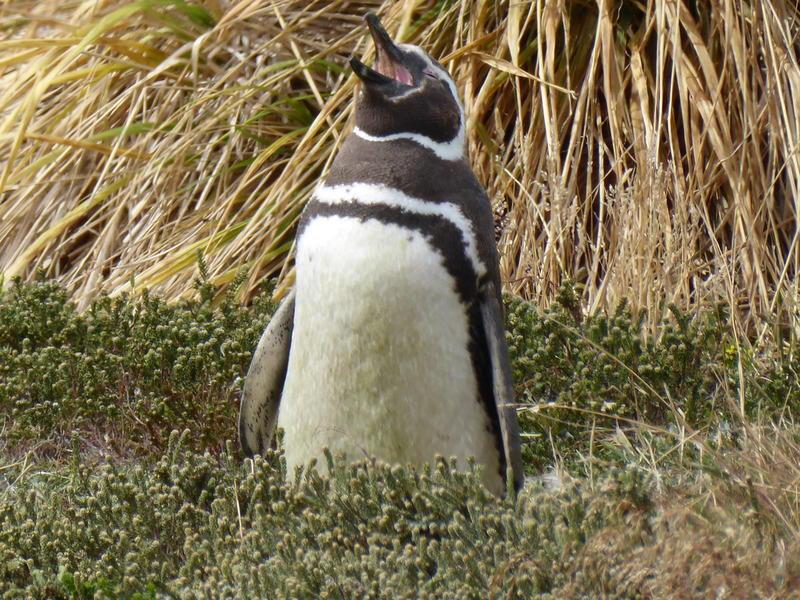 Magellanic penguin at Gypsy Cove Falkland Islands