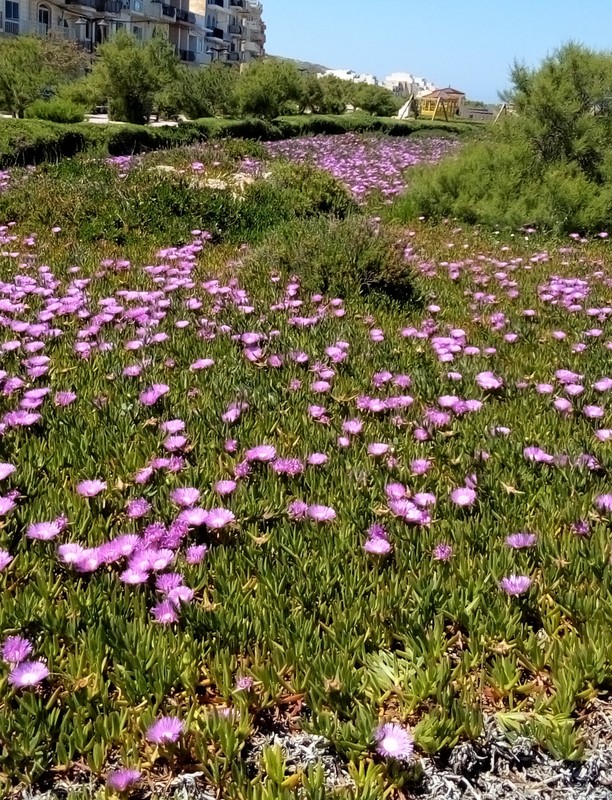 Malta in spring