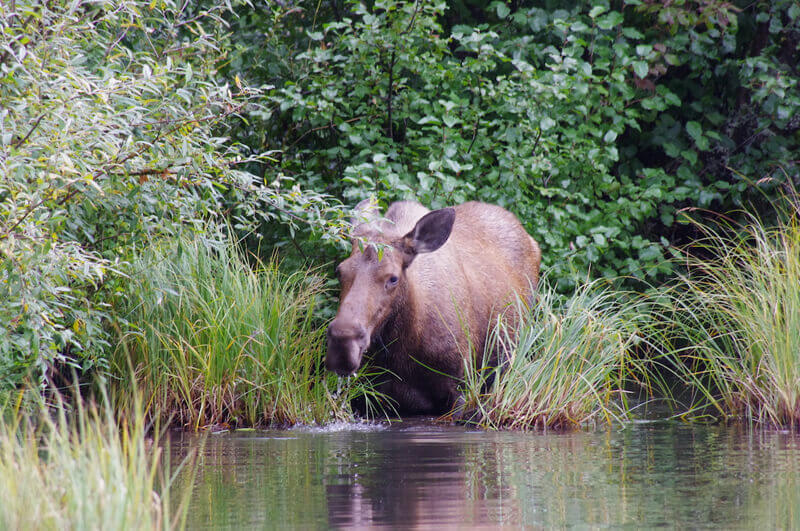 Moose - courtesy of Barbara Sobey