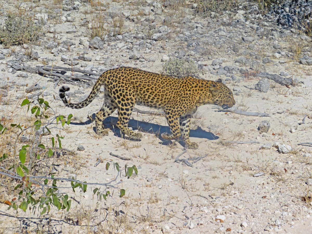 Leopard in Etosha National Park, Namibia