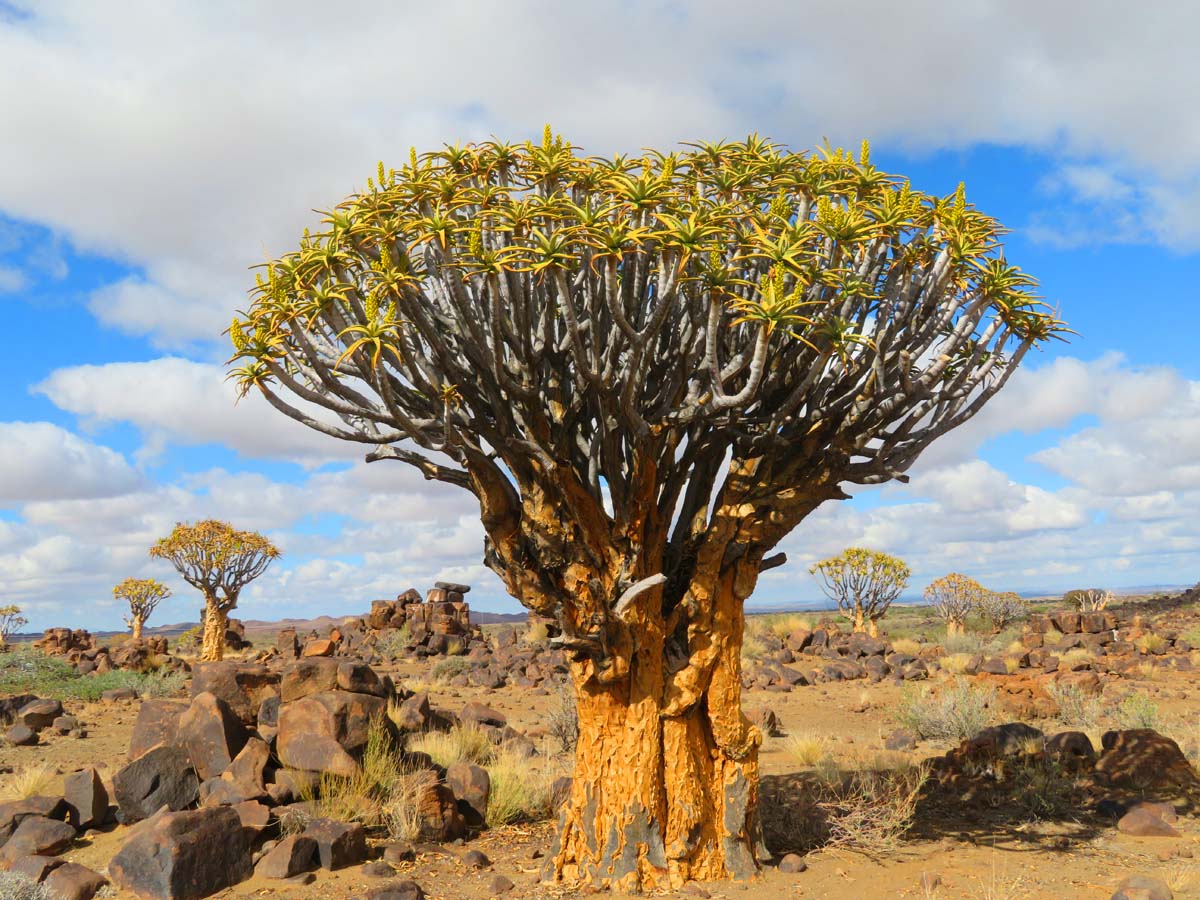 Quiver Forest, Namibia