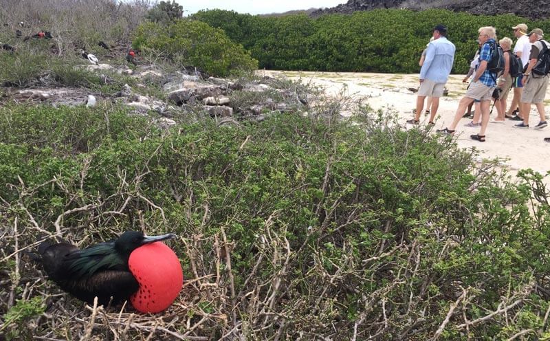 Nesting Frigate birds were unconcerned by the passing visitors