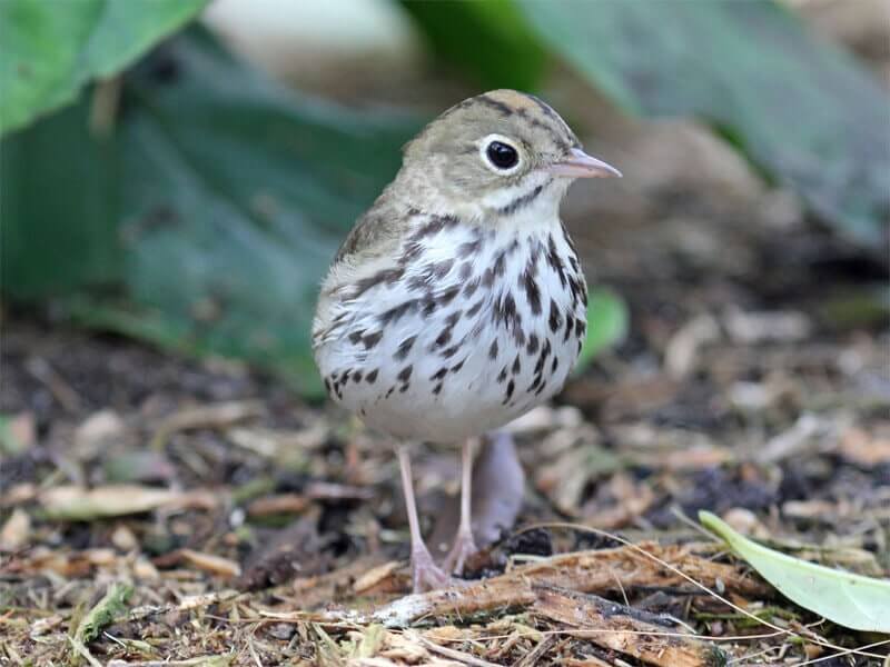 Ovenbird by DickDaniels (https://carolinabirds.org/) / CC BY-SA from Wikipedia