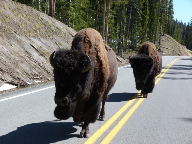 Rush hour in Yellowstone!