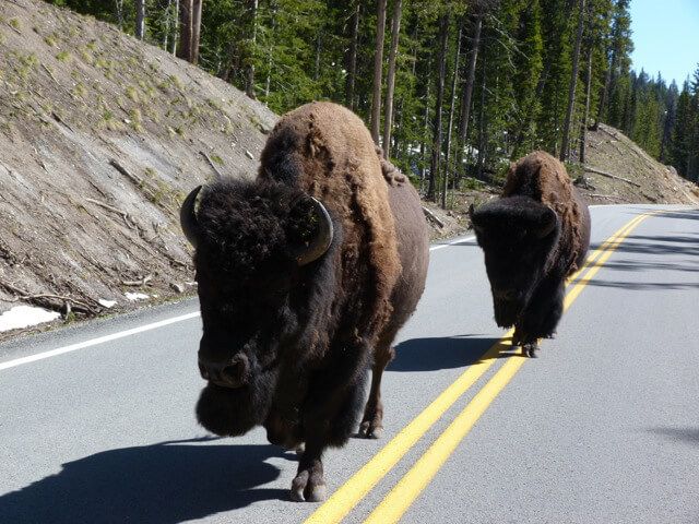 Yellowstone Park buffalo