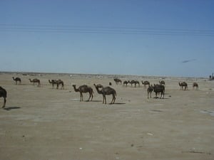 Typical desert scene at Al Agheila
