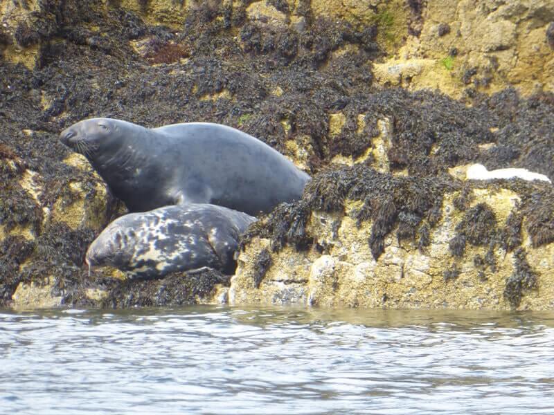 Grey seals at the Farne Islands