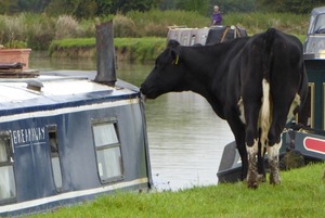 Cow licking boat