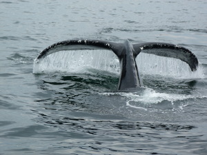 Whale watch
