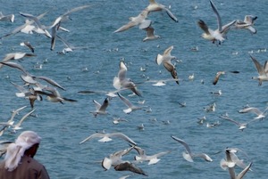 A snowstorm of seagulls