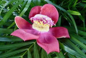 Sala tree flower