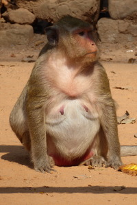 Buddha monkey