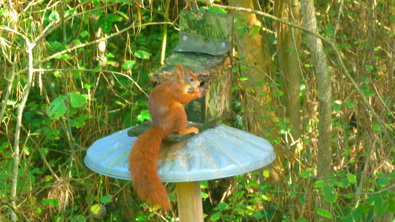 Red Squirrel - Isles of Scilly