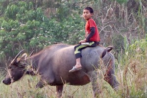 Local boy riding a water buffalo