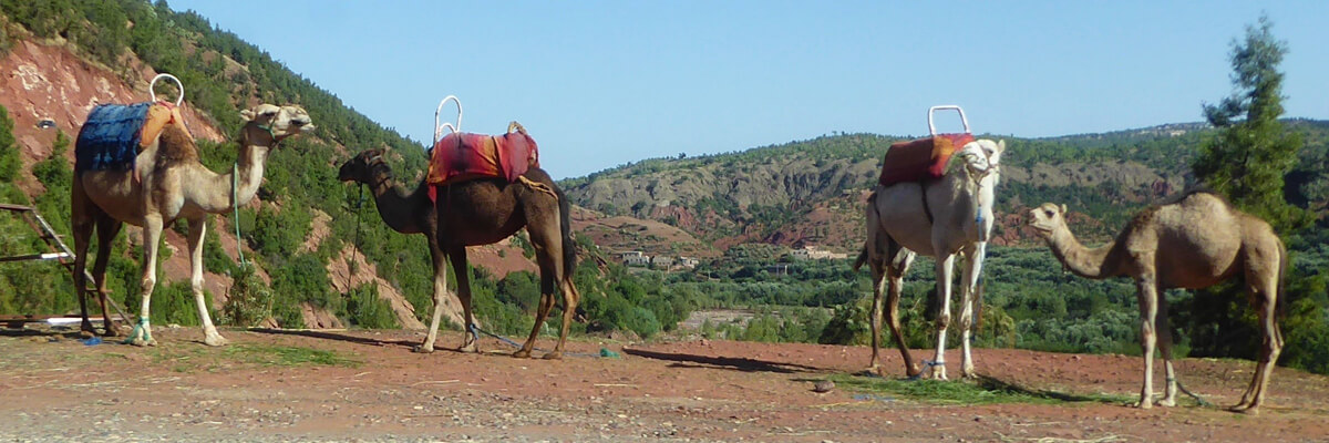 Camels in Atlas Mountains