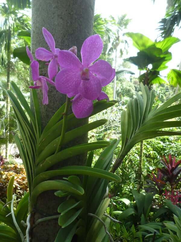 Orchid Garden Singapore