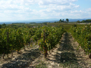 Paul Mas vineyard