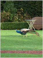 Peacocks on the lawn