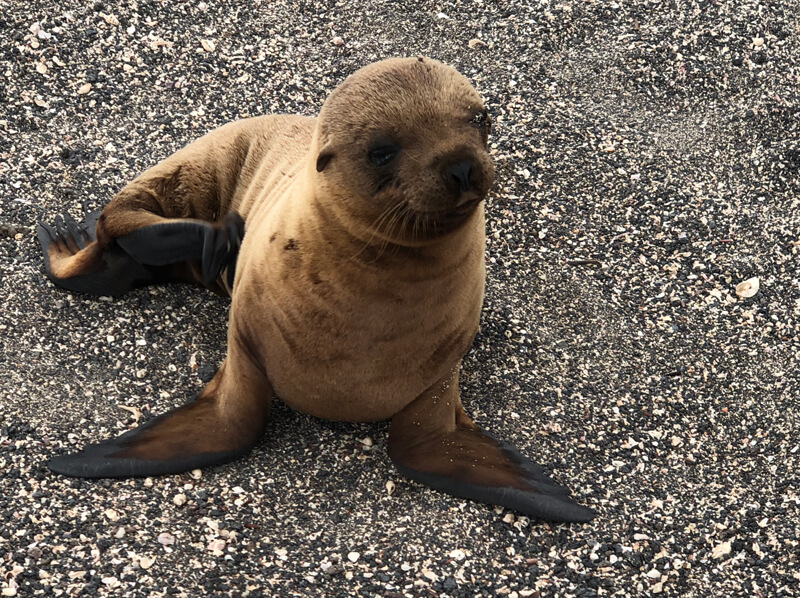 Seal pup came to say ‘hello’