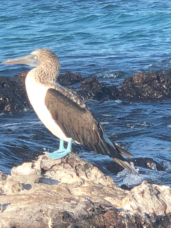 Blue-Footed Booby a common sight in the Galapagos