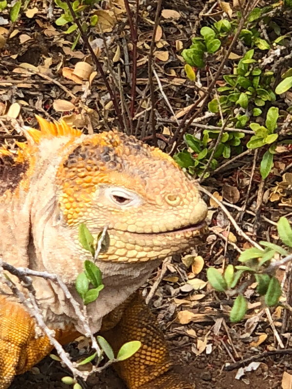 One of the many species of iguanas