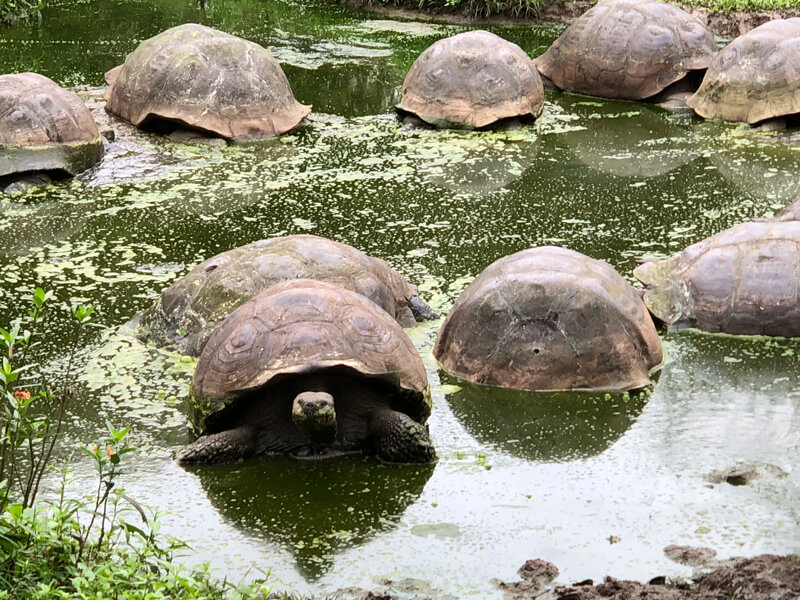 The Galapagos are one of only 2 places in the world where Giant Tortoises can be found