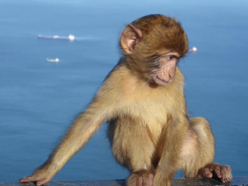 The macaque monkey