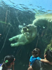 Polar bear swimming in Assinboine Park Zoo