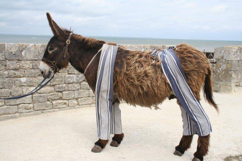 Poitou donkey, Ile de Ré