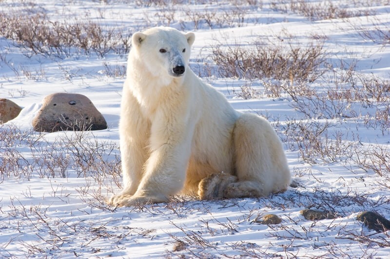 Polar bear in Churchill, Manitoba, Canada