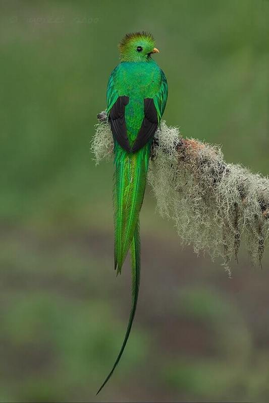 Resplendent quetzal by Supreet Sahoo / CC BY-SA