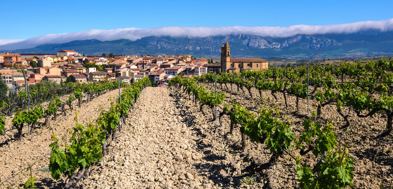 Rioja vineyards - Elciego