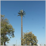 Is it a palm tree?