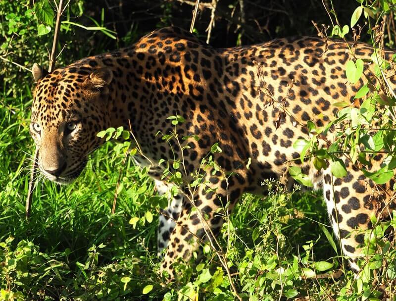 Leopard - top predator