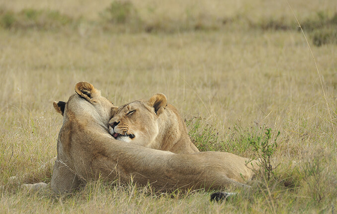 Sisterly affection, Lionesses South Africa