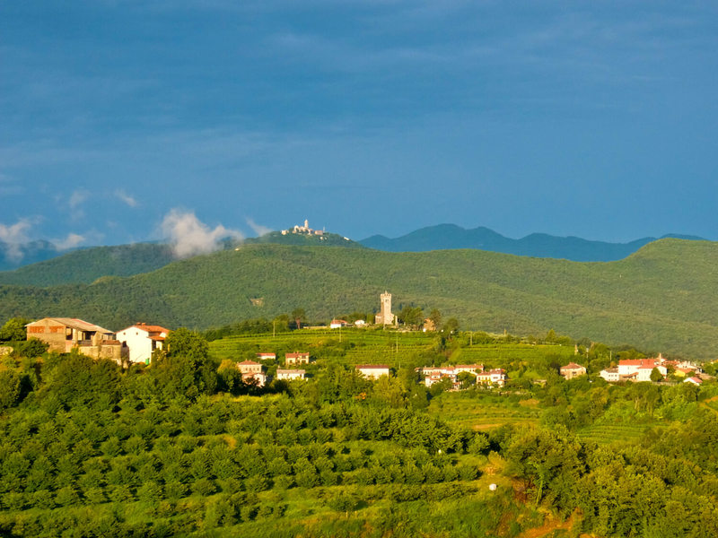 Slovenian vineyards