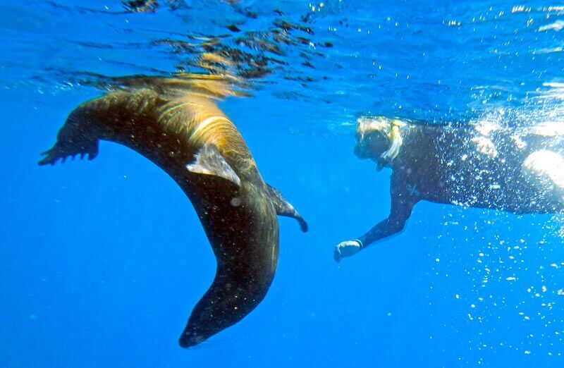 Snorkelling with Sea Lion close up in Galapagos