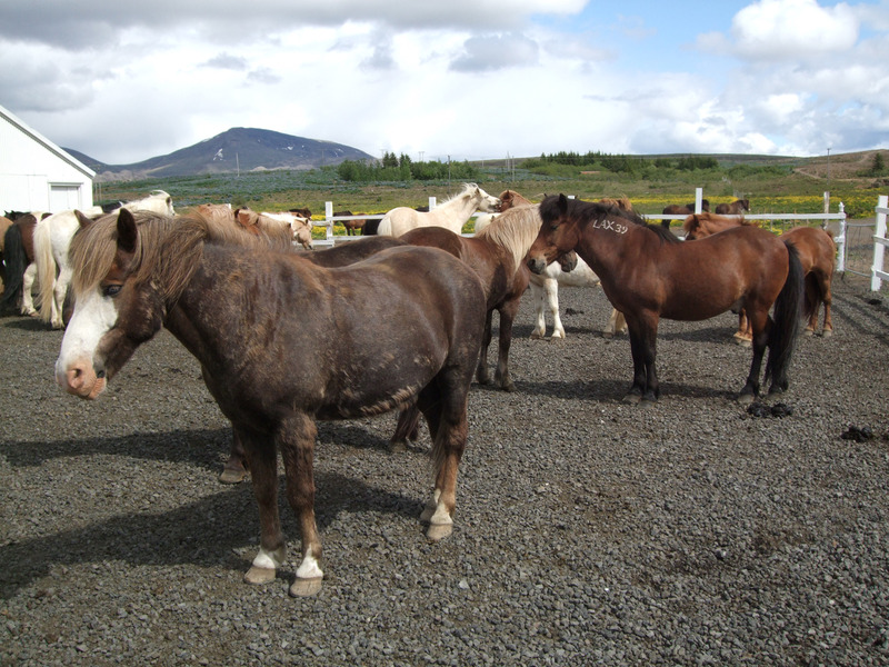Some of the 80,000 Icelandic horses